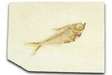 Detailed Fossil Fish (Diplomystus) - Wyoming #367566-1